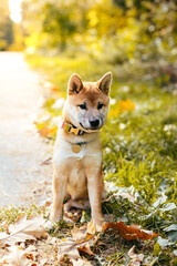 Happy puppy Shiba Inu walking in the autumn park.