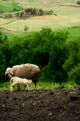 Fototapeta premium sheep in a field
