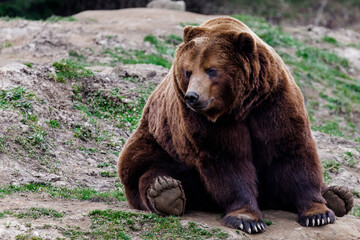 brown bear cub