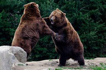 Fototapeta premium brown bear sitting on a rock