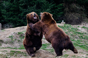 brown bear in the forest