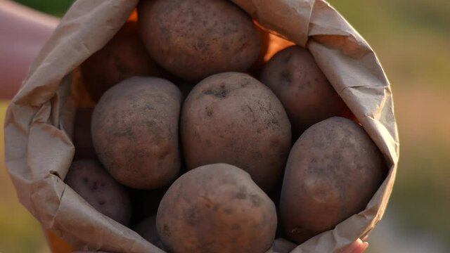 Close-up view 4k stock video footage of paper package full of fresh raw organic potatoes laying inside of it. Woman holding paper bag isolated on blurry sunset field background