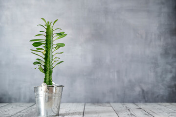 Young plant euphorbia trigona decorate a table with gray wall background - obrazy, fototapety, plakaty