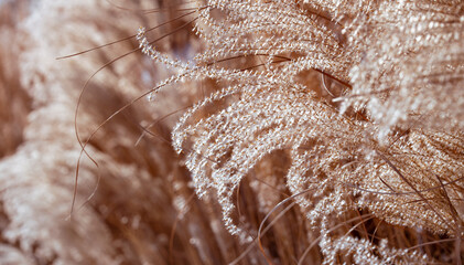 Grass background. Winter dry grass in the park