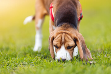 Puppy of Beagle playing on the lawn in nature - obrazy, fototapety, plakaty