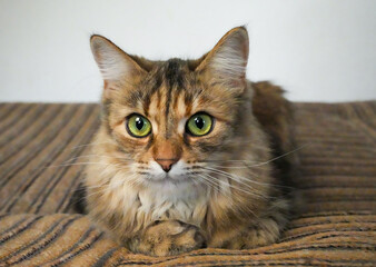 Fototapeta na wymiar Domestic cat front portrait close up, sitting on sofa