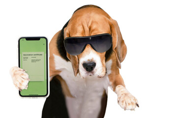 funny traveler dog shows Covid vaccination certificate on white background 