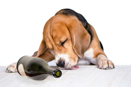 funny drunk dog drinking wine from a bottle, party on a white background 