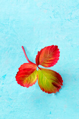 Red autumn leaf on a blue background with a place for text, minimal fall banner
