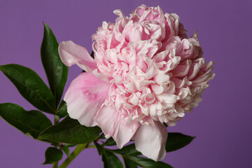 Gently pink peony flower isolated on a violet background.