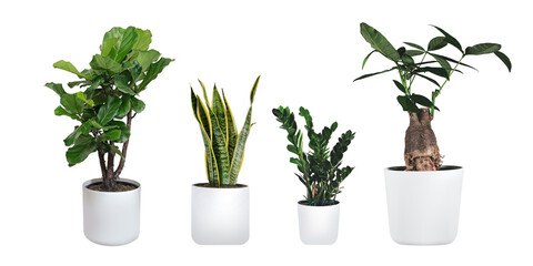 Plants in white ceramic pot: ficus lyrata, Sansevieria, pachira, zz zamioculcas zamiifolia or...