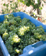 Grapes in a vineyard