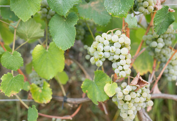 Bunch of grapes on vine