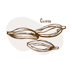 Cumin vector. Herbs and spices hand drawn vector illustration. Sketchy style. Vintage illustrations. Aromatic plants. Hand drawn sketch of food. Card design. Spices and herbs black and white design
