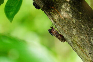 木にとまるアブラゼミ