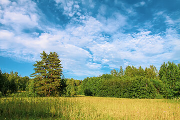 Summer field with pine tree. Rural nature details. 