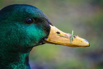 Wild mallard duck
