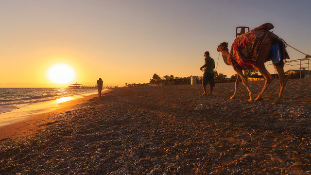 Man with camal walking at the sunset beach