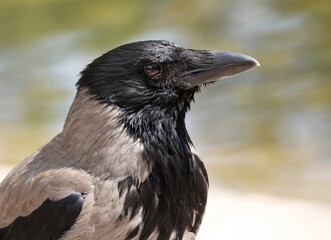 Hooded crow close up