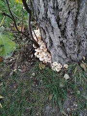 Mushrooms grow under the tree in autumn