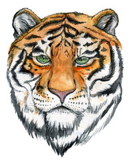 Watercolor drawing of muzzle of a tiger close up, Isolated on white background