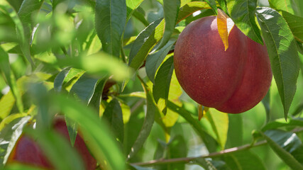 Natural nectarine in the domestic plantation