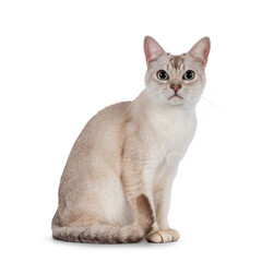 Young adult Burmilla cat, sitting up side ways. Looking straight to camera. Isolated on a white background.