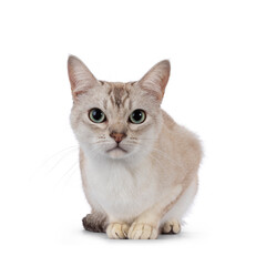 Young adult Burmilla cat, laying down facing front. Looking straight to camera. Isolated on a white background.