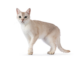 Young adult Burmilla cat, walking side ways. Looking beside camera. Isolated on a white background.