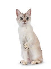 Young adult Burmilla cat, sitting up facing front with one paw playful in air. Looking beside camera. Isolated on a white background.