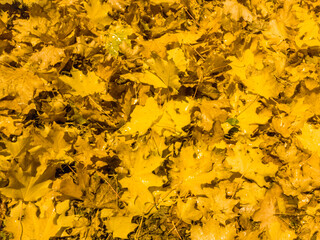 yellow maple leaves