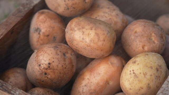 Close-up view 4k stock video footage of dirty organic fresh potatoes of local farmer. Washing with fresh water eco vegetables to sell in market or store