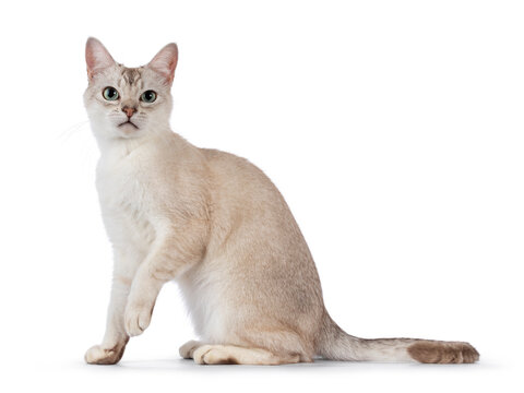 Young adult Burmilla cat, sitting up side ways. Looking straight to camera. Isolated on a white background.