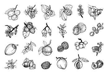 Collection of monochrome illustrations of nuts in sketch style. Hand drawings in art ink style. Black and white graphics.