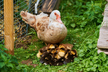 Muscovy duck with young ducklings outdoor, mother broody duck cares about her offspring