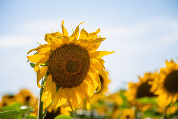The sunflower field blooms in summer. Selective focus.