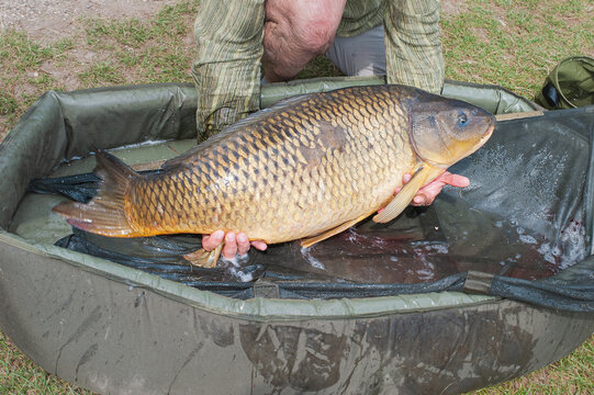 fisherman demonstrates a luxurious giant carp catch of sport fishing