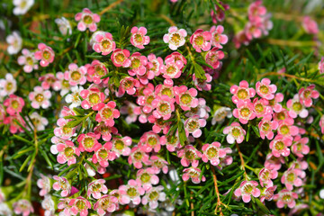 Geraldton wax flower