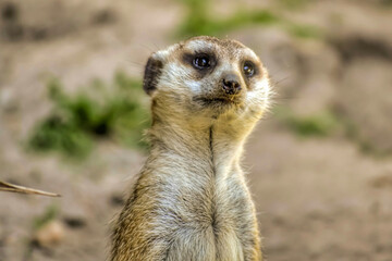 Fototapeta premium Up-close photo of a meerkat on sentry duty