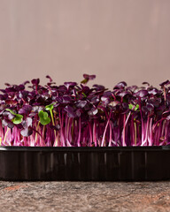 Radish microgreens on a dark background.
