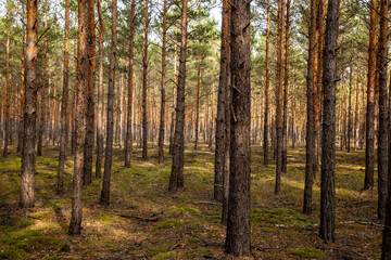 Fototapeta na wymiar Wald im Spreewald