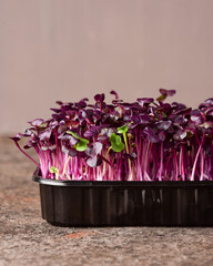 Radish microgreens on a dark background.
