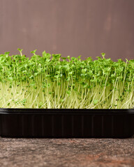 Broccoli microgreens on a dark background.