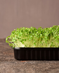 Broccoli microgreens on a dark background.