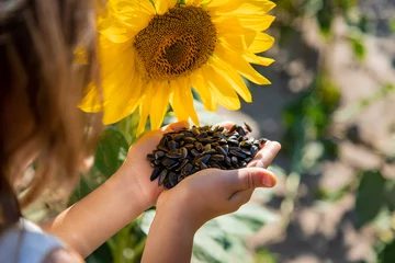 Rolgordijnen The child holds sunflower seeds in her hands. Selective focus. © yanadjan