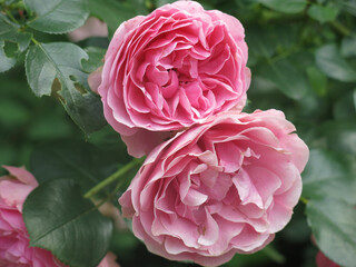 Fototapeta premium luxurious pink roses bloom in the garden in summer