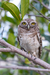 The owl in the central region of Thailand is perched on a branch