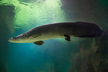 Fish under water. Arapaima fish - Pirarucu Arapaima gigas one largest freshwater fish. Fish in the aquarium behind glass.	