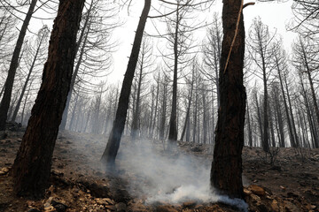vegetation and trees after forest fire