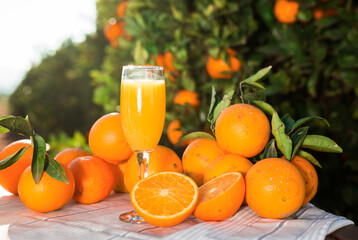 still life of juicy oranges and juice on table in orange garden